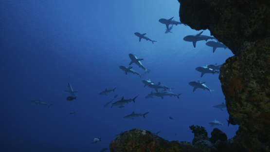 Grey sharks schooling, shot from the bottom of the pass, Fakarava, slow motion, 6K