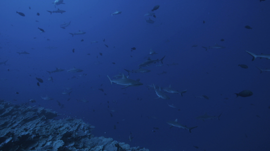 Grey sharks schooling over the coral reef, Fakarava, 6K