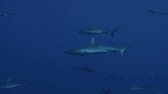 Grey sharks in the pass, Fakarava, 4K UHD