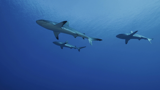 Grey sharks schooling in the pass, shot from below,  Fakarava, 4K UHD
