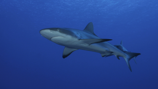 Grey shark coming close to camera, Fakarava, 4K UHD