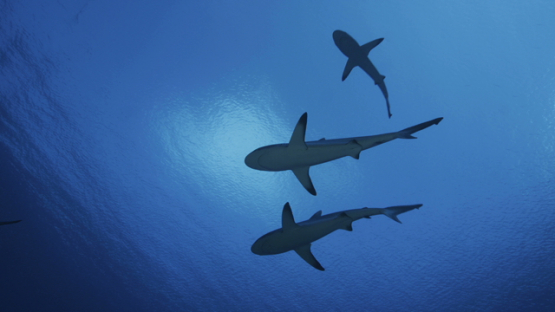 Grey sharks schooling over the coral reef, shot from below, Fakarava, 4K UHD
