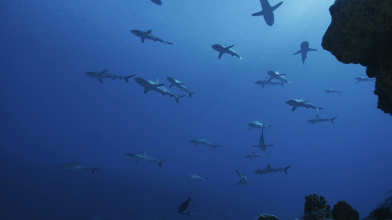 Grey sharks schooling over the coral reef, Fakarava, 4K UHD