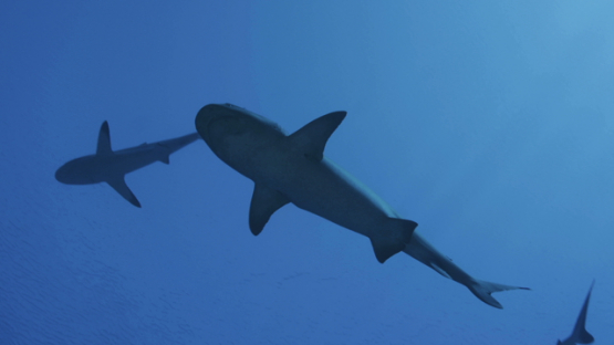 Grey sharks schooling over the coral reef, shot from below, Fakarava, 4K UHD