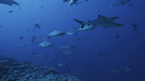 Grey sharks schooling over the coral reef, Fakarava, 4K UHD