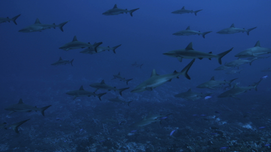 Wall of Grey sharks schooling over the coral reef, Fakarava, 4K UHD