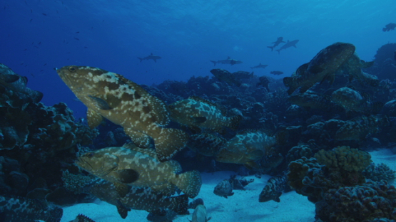 Marbled groupers facing camera in the pass, Fakarava, 4K UHD