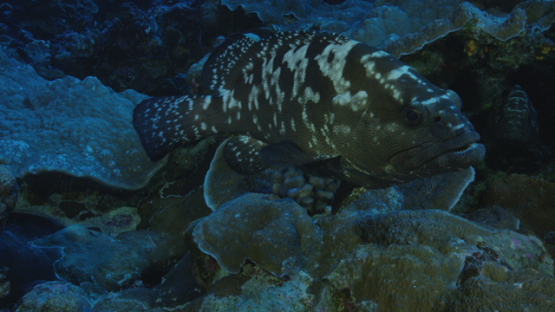 Marbled grouper with big belly full of eggs before reproduction, Fakarava, 4K UHD
