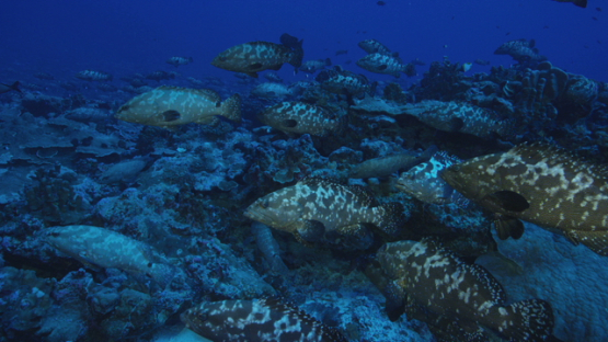 Marbled groupers in the pass before reproduction, Fakarava, 4K UHD
