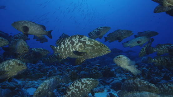 Marbled groupers in the pass before reproduction, Fakarava, 4K UHD