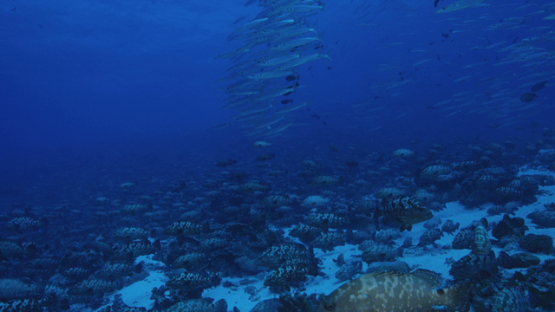Big eye barracudas and Marbled groupers, Fakarava, 4K UHD