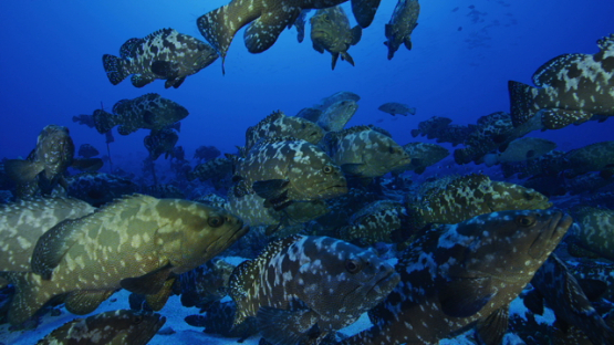 Large group of Marbled groupers in the pass, Fakarava, 6K