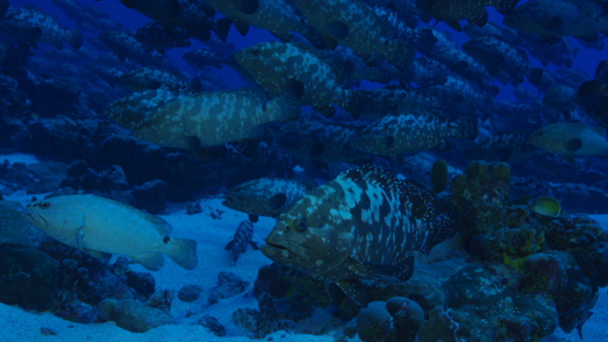 Large group of Marbled groupers in the pass before the reproduction, Fakarava, 6K