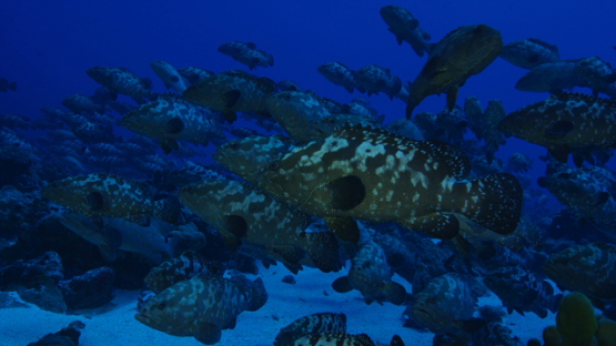 Large group of Marbled groupers in the pass before mating, Fakarava, 6K