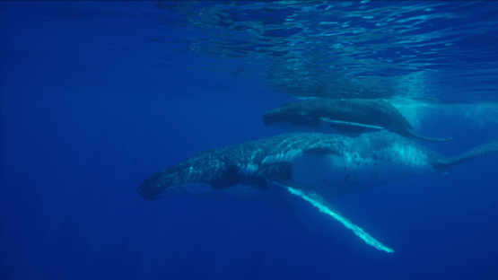 Humpback whales, mother and calf swimming near the surface, Rurutu, 6K