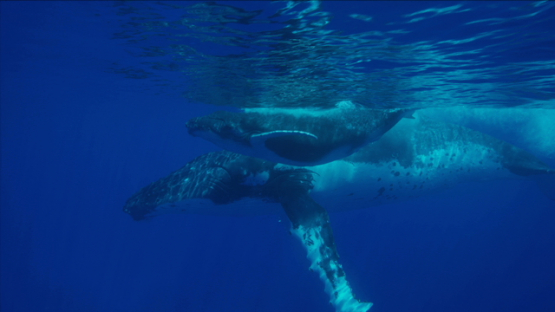 Humpback whales, mother and calf swimming near the surface, Rurutu, 6K