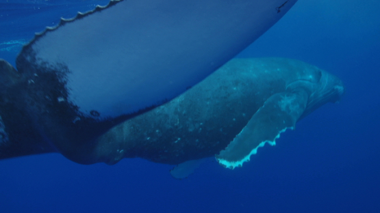 Humpback whale playing near the surface, tail close to camera, Rurutu, 6K