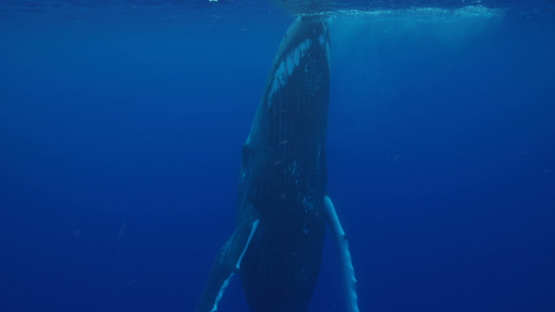 Humpback whale putting her head out of the surface, Rurutu, 6K