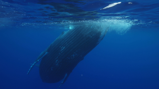 Humpback whale playing near the surface, Rurutu, 6K