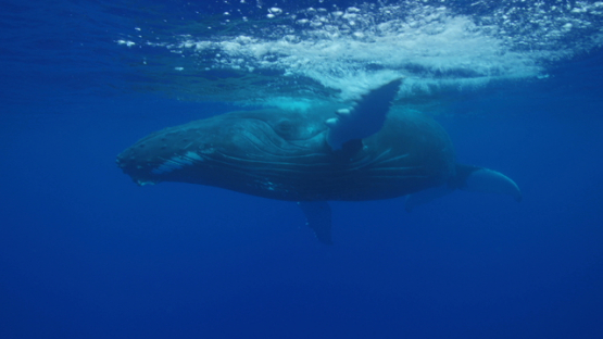 Humpback whale staying at the surface, Rurutu, 6K