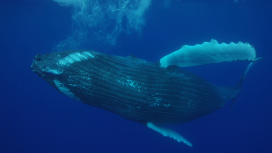 Humpback whale playing near the surface, Rurutu, 6K