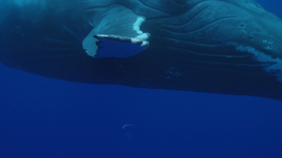 Humpback whale close to camera, Rurutu, 6K