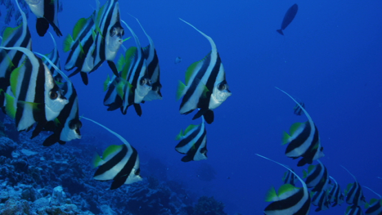 Banner fishes schooling in the pass, Rangiroa, 6K