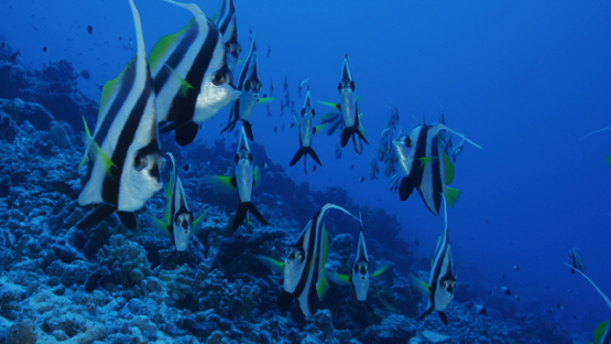 Banner fishes schooling in the pass, facing camera, Rangiroa, 6K