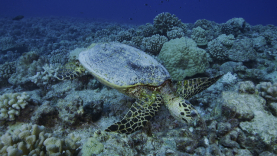 Hawksbill sea turtle over the coral reef, finding food, Tikehau, 4K UHD