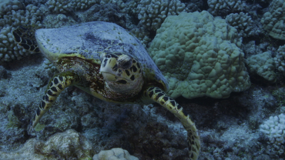 Hawksbill sea turtle over the coral reef, Tikehau, 4K UHD