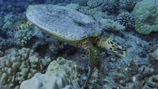 Hawksbill sea turtle over the coral reef, looking for food, Tikehau, 4K UHD