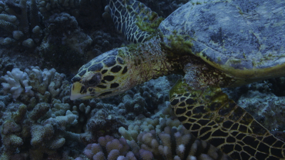 Hawksbill sea turtle over the coral reef, Tikehau, 4K UHD