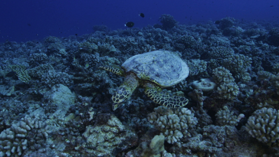 Hawksbill sea turtle over the coral reef looking for food, Tikehau, 4K UHD
