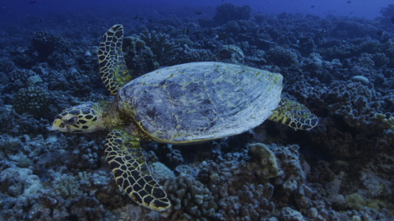 Hawksbill sea turtle swimming over the coral reef, Tikehau, 4K UHD