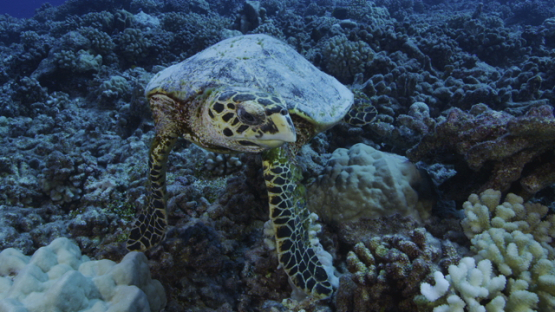 Hawksbill sea turtle and moorish idole over the coral reef, looking for food, Tikehau, 4K UHD