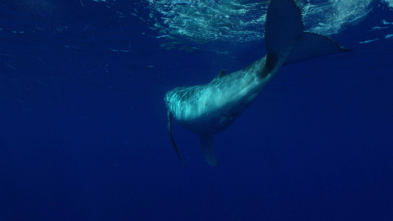 Young Humpback whale playing, Moorea, 4K UHD