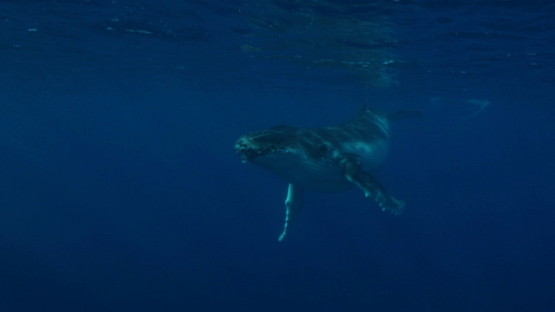 Young Humpback whale swimming near the surface, Moorea, 4K UHD