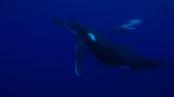 Humpback whales, mother and calf, swimming in the deep blue ocean, Moorea, 4K UHD
