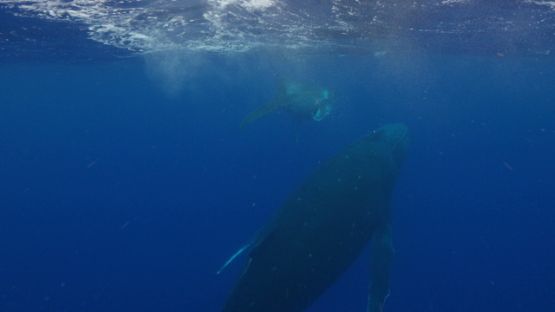 Humpback whales, calf playing under the surface while mother swimming back, swimming back to surface, Moorea, 4K UHD