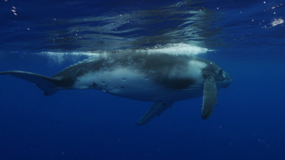 young Humpback whale, calf, swimming and playing, Moorea, 4K UHD