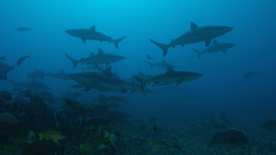 Grey sharks group shot in slow motion, Tahiti, 4K UHD