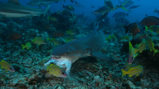 White tip lagoon shark finding food, shot in slow motion, Tahiti, 4K UHD