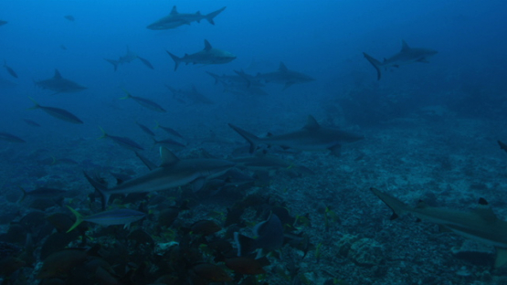 Grey sharks group shot in slow motion, Tahiti, 4K UHD