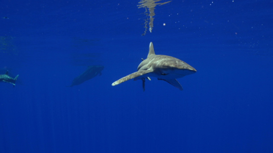 White tip oceanic shark in the deep sea, close to camera, Moorea, 4K UHD