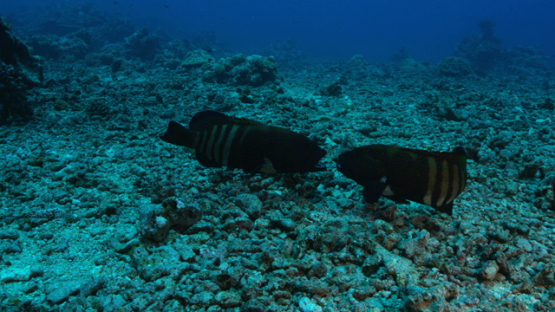 Two peacock groupers fighting, Tahiti, 4K UHD