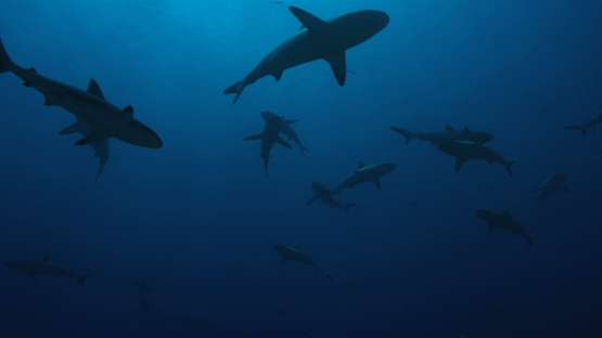 Grey sharks schooling, Tahiti, 4K UHD