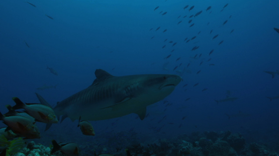 Snappers schooling and tiger shark coming , Tahiti, 4K UHD