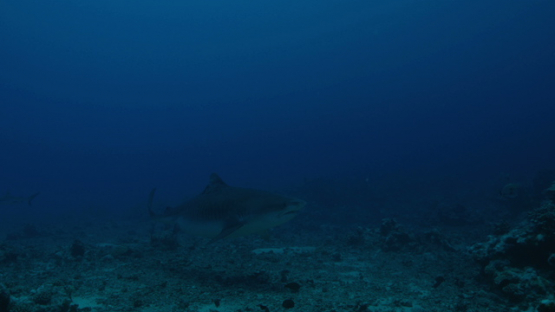 Tiger shark over the reef, Tahiti, 4K UHD