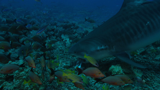 Tiger shark finding food on the reef, Tahiti, 4K UHD