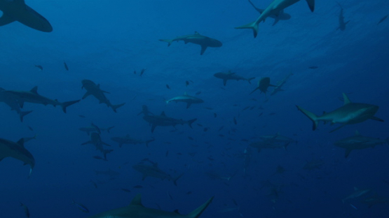 Frenzy of Grey reef sharks over the coral reef, Tahiti, 4K UHD